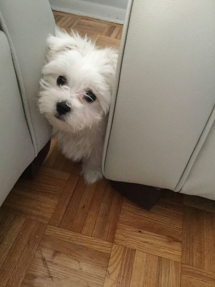Adorable White Maltese – Ready for a New Home! image 6