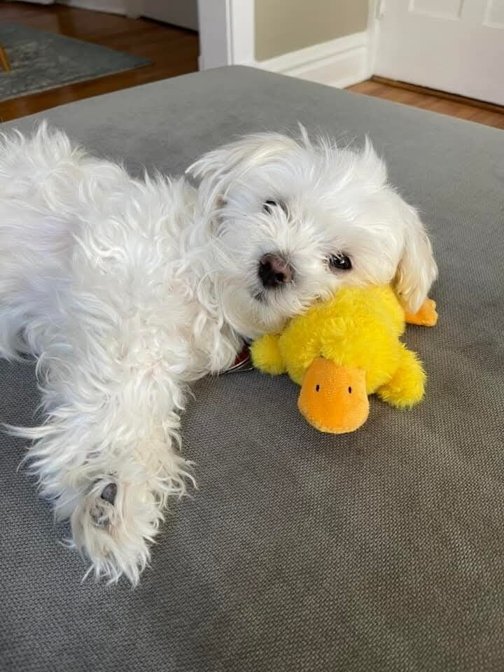 Adorable White Maltese – Ready for a New Home! image 5