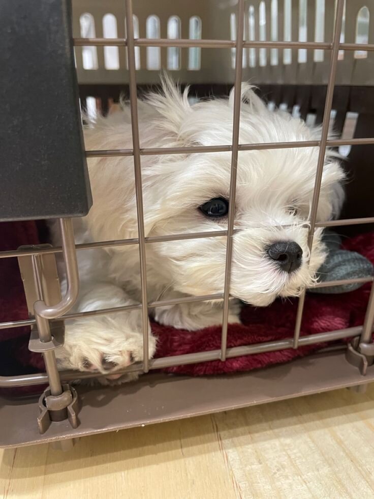 Adorable White Maltese – Ready for a New Home! image 9