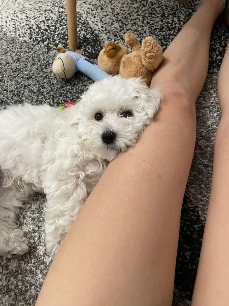 Adorable White Maltese – Ready for a New Home! image 8