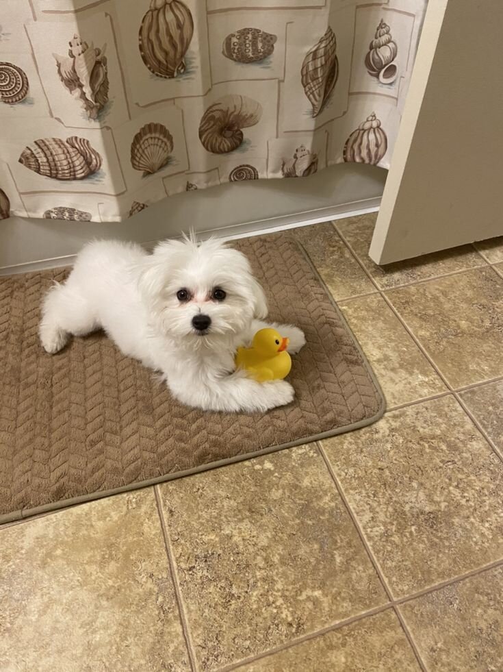 Adorable White Maltese – Ready for a New Home! image 4