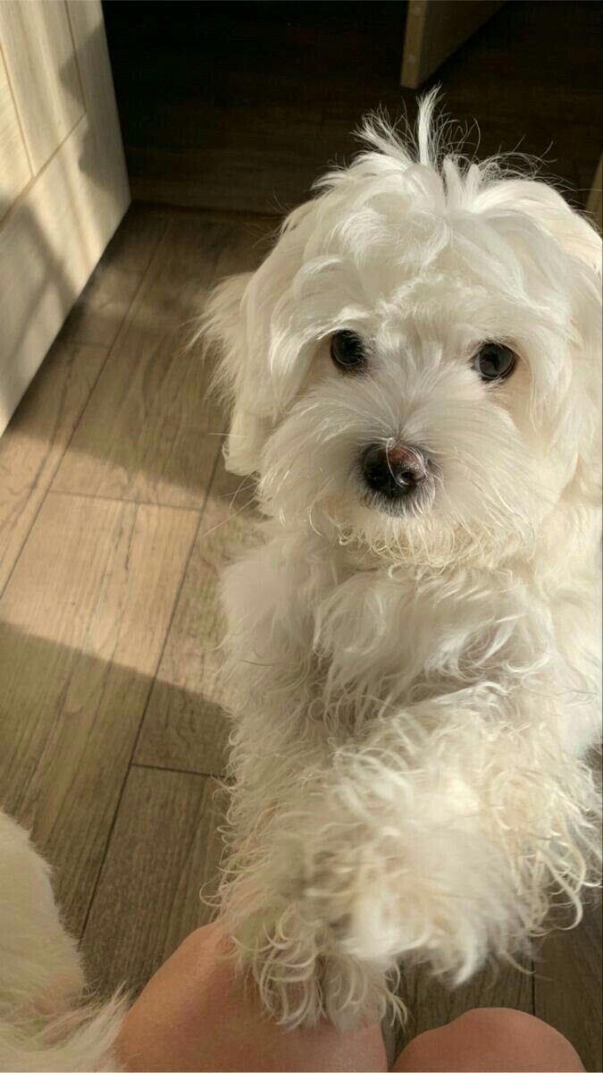 Adorable White Maltese – Ready for a New Home! image 3