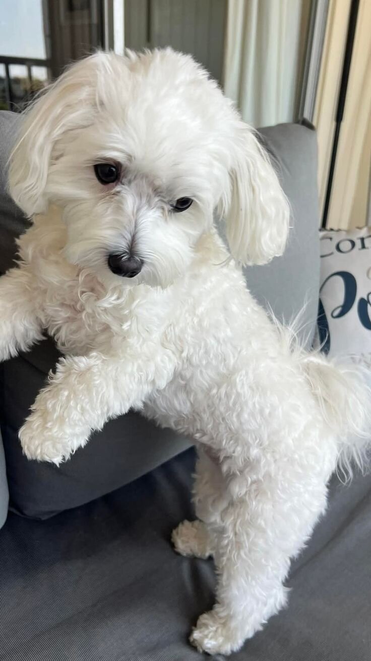 Adorable White Maltese – Ready for a New Home! image 2