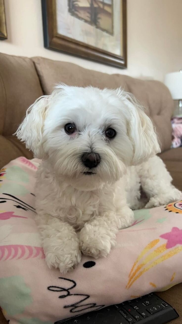 Adorable White Maltese – Ready for a New Home! image 1