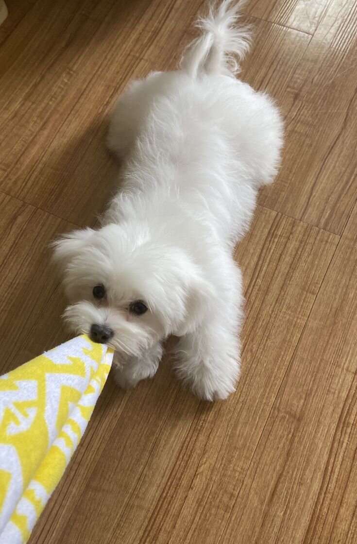 Adorable White Maltese – Ready for a New Home! image 7
