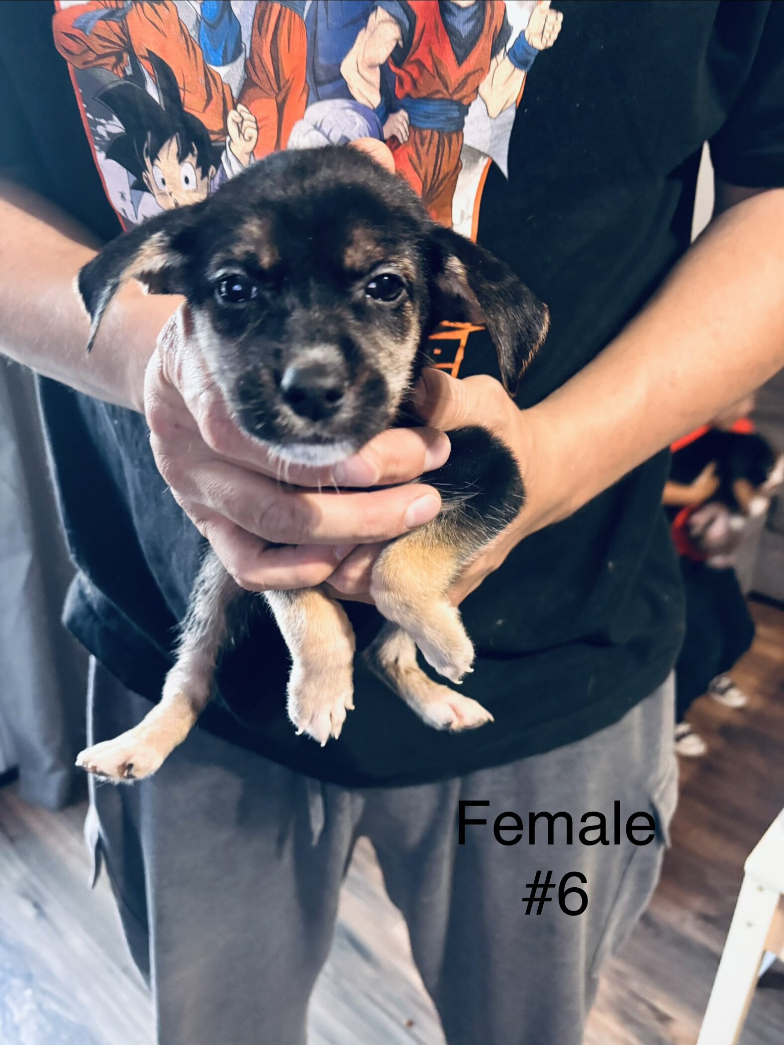 Sled dogs image 7