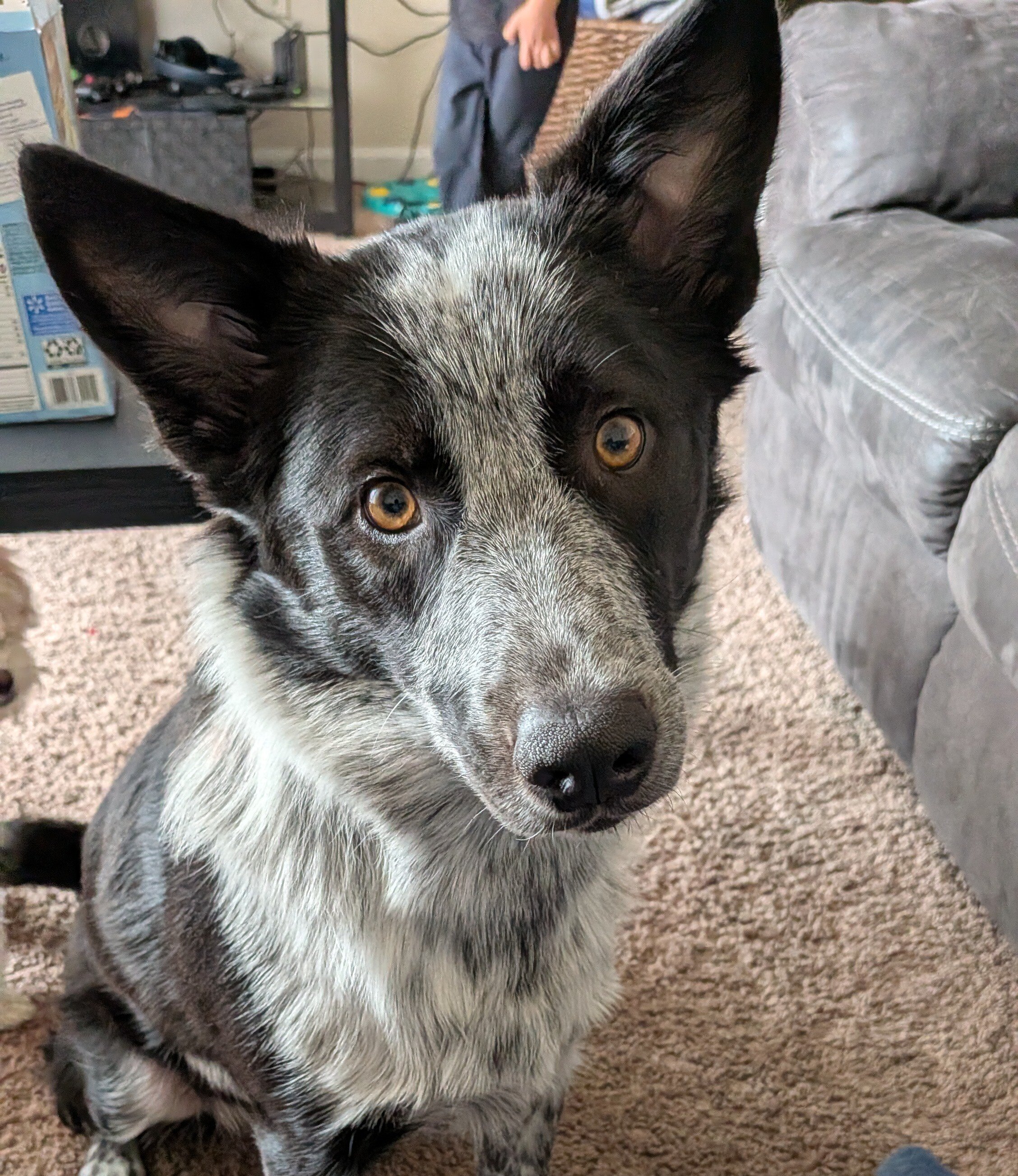 Australian Cattle dog (Biscuit) image 1