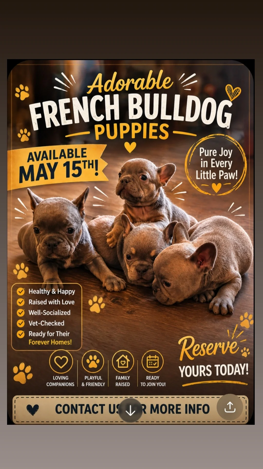 French bulldogs puppies image 1
