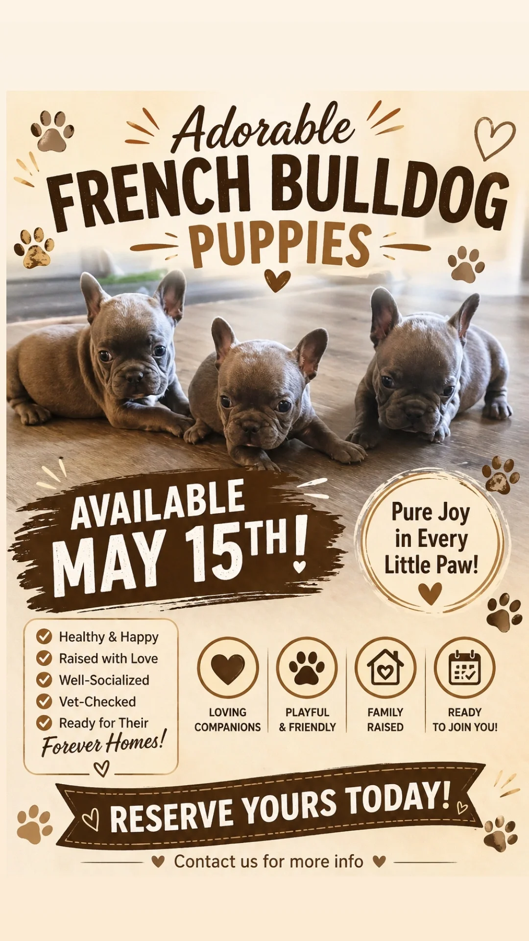 French bulldogs puppies image 2