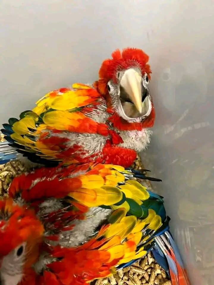 Talking Scarlet Macaw Parrots for adoption image 2