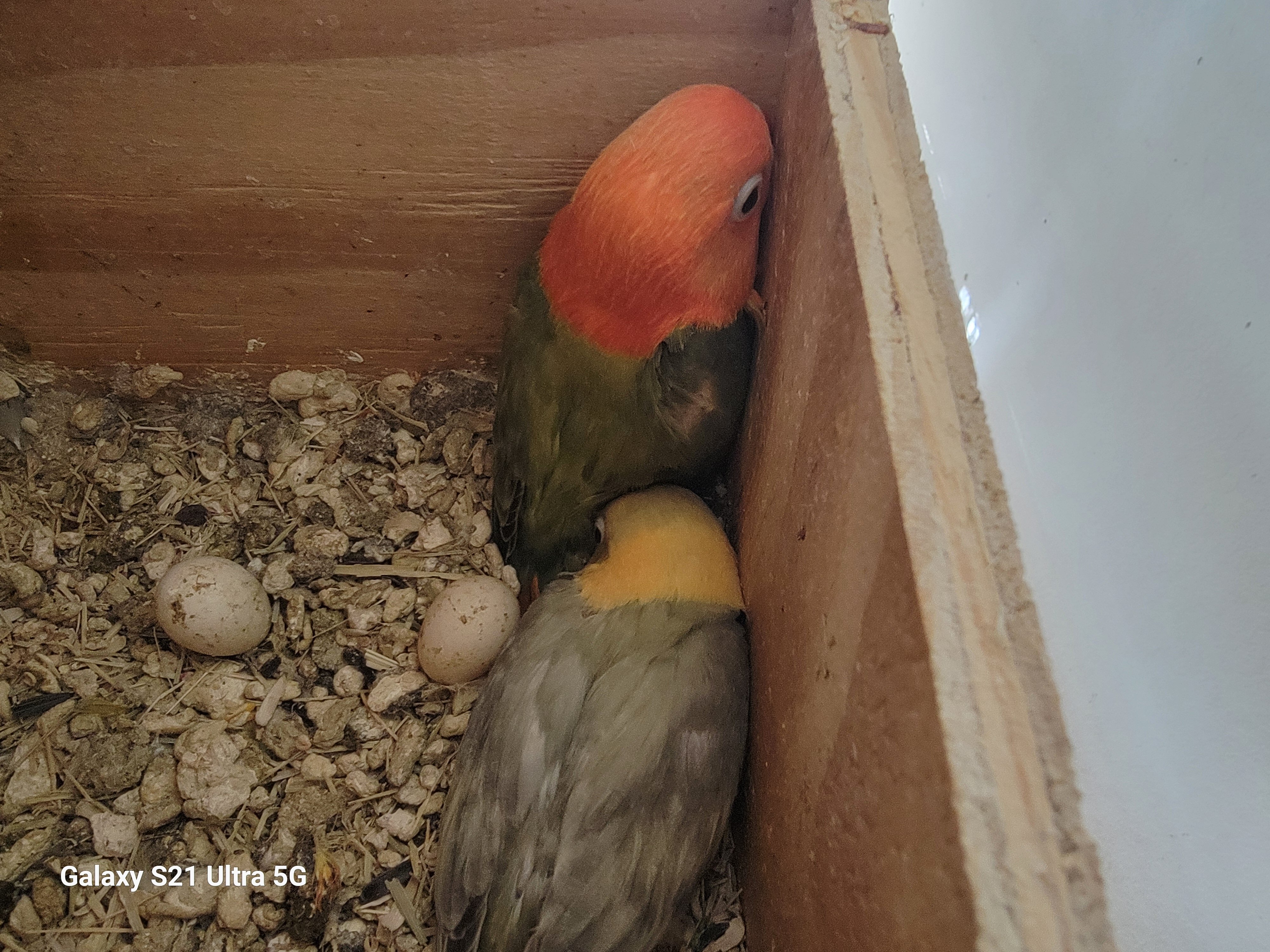 Lovebird Opaline $200 ea. image 1