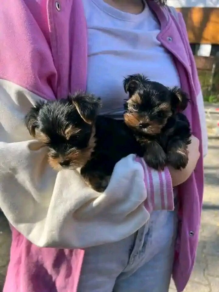 Beautiful teacup Yorkie puppies for adoption image 1