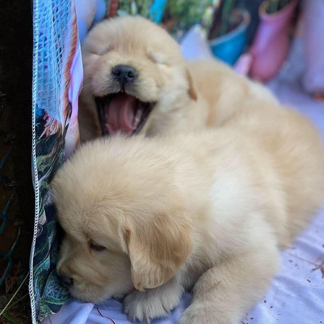 Gorgeous friendly Golden Retriever puppies Availab image 3