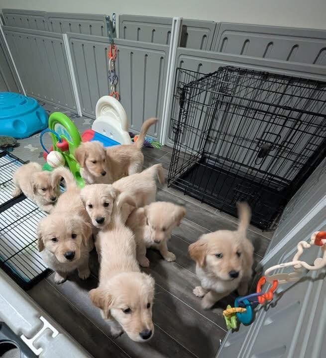 Gorgeous friendly Golden Retriever puppies Availab image 1