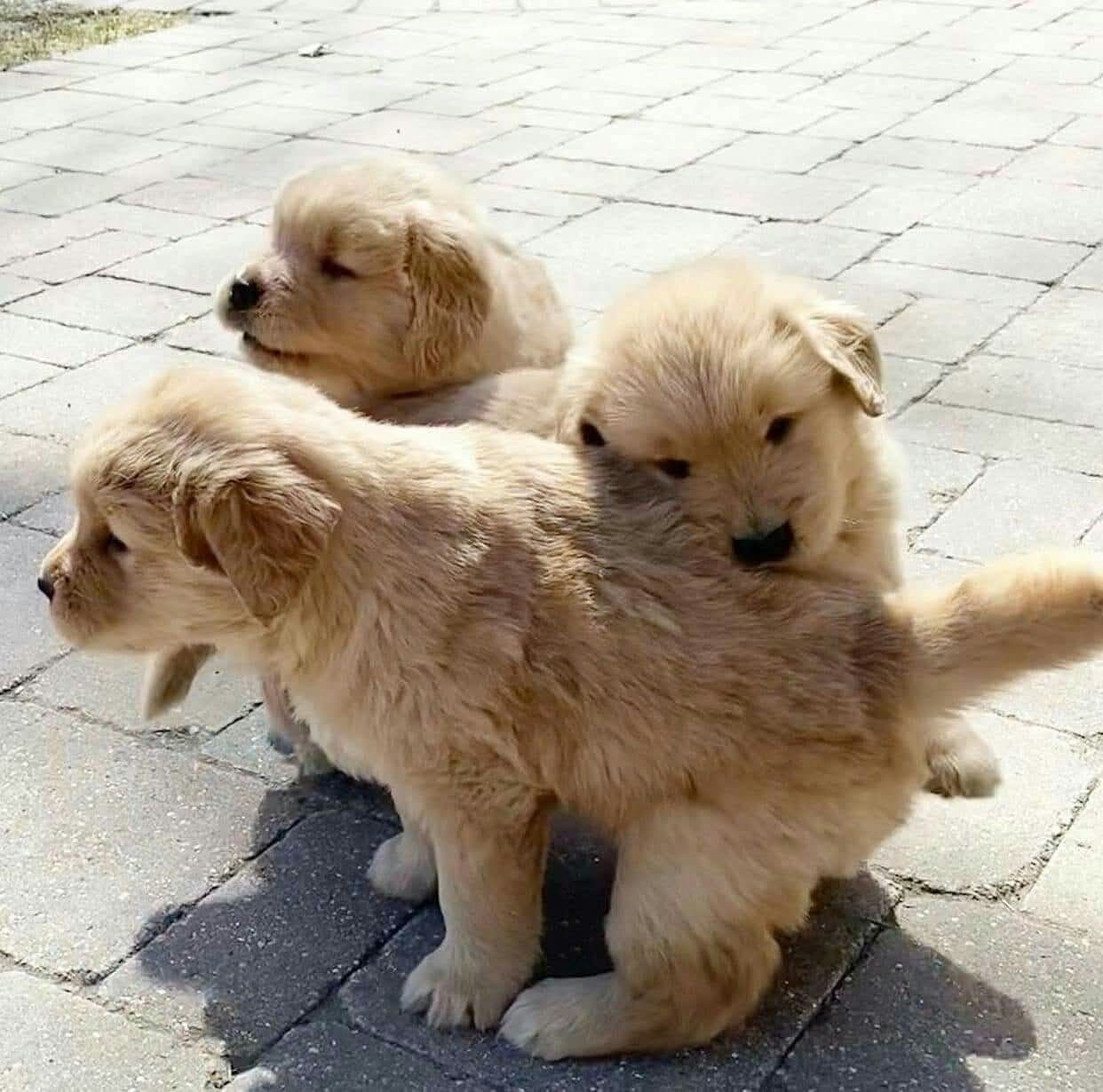 Gorgeous friendly Golden Retriever puppies Availab image 2