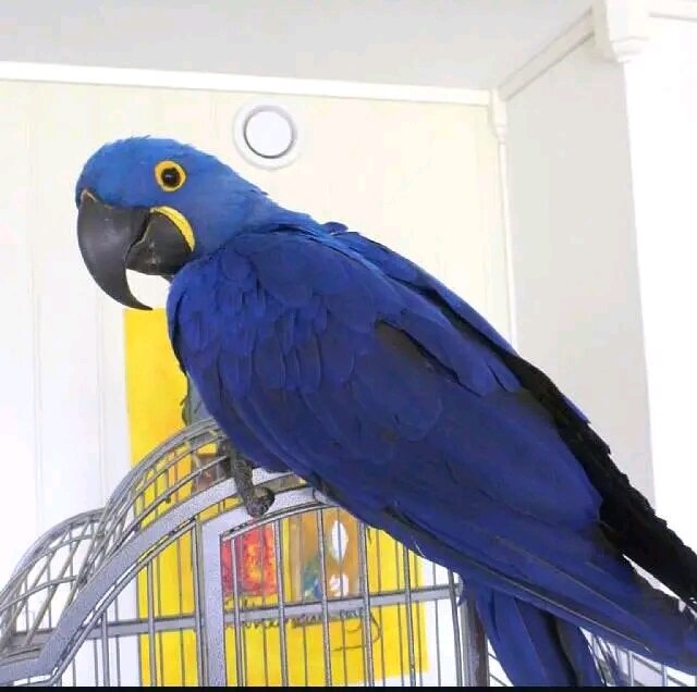 Baby hyacinth macaw available image 1