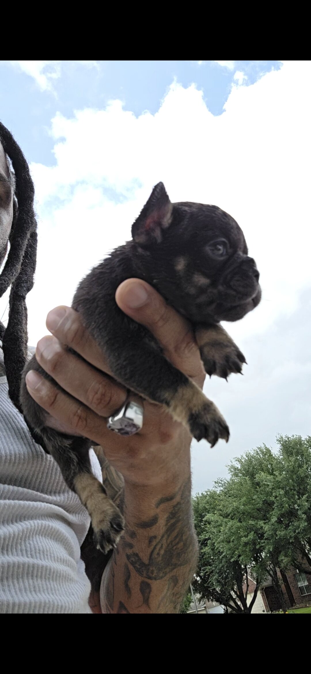 Elite French Bulldogs — O.D. x Kisses Litter image 6