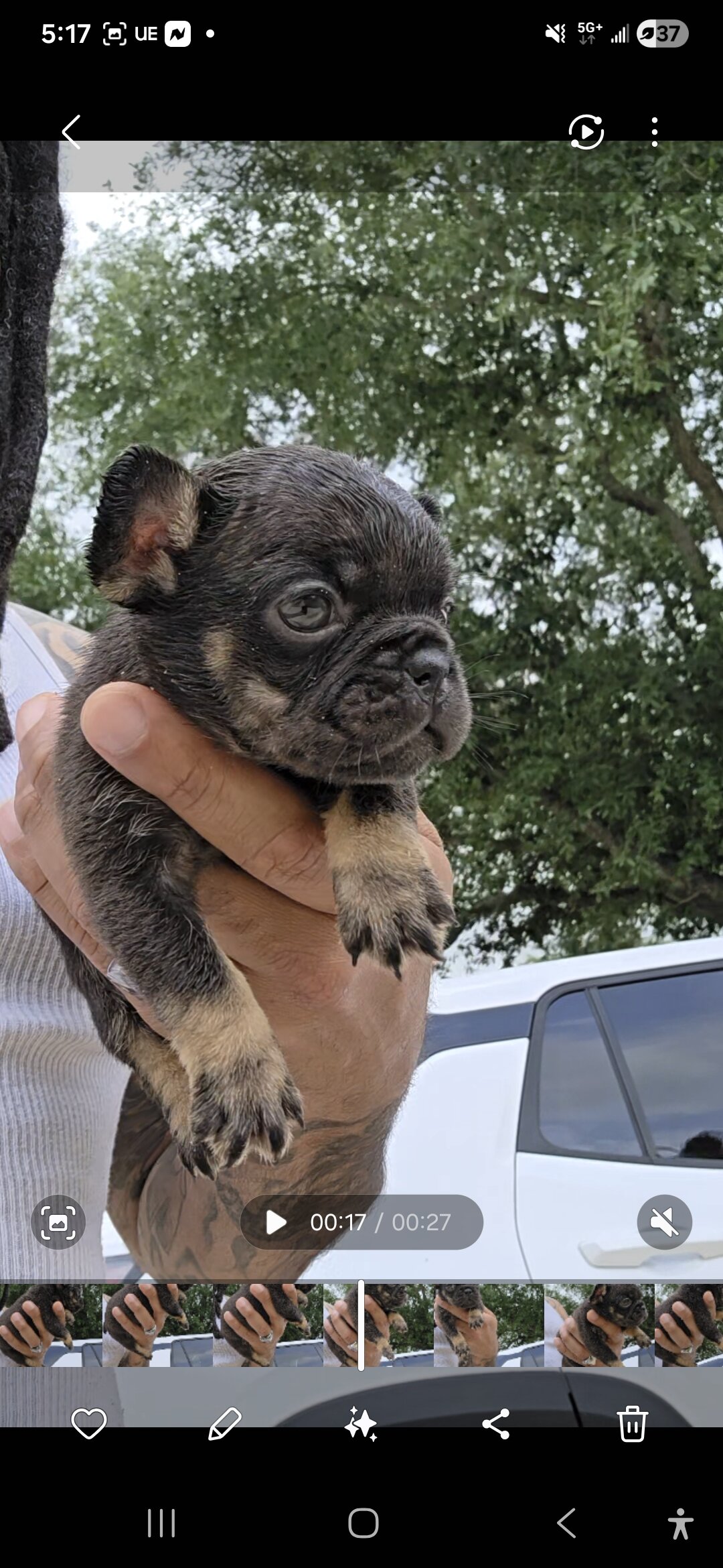 Elite French Bulldogs — O.D. x Kisses Litter image 4