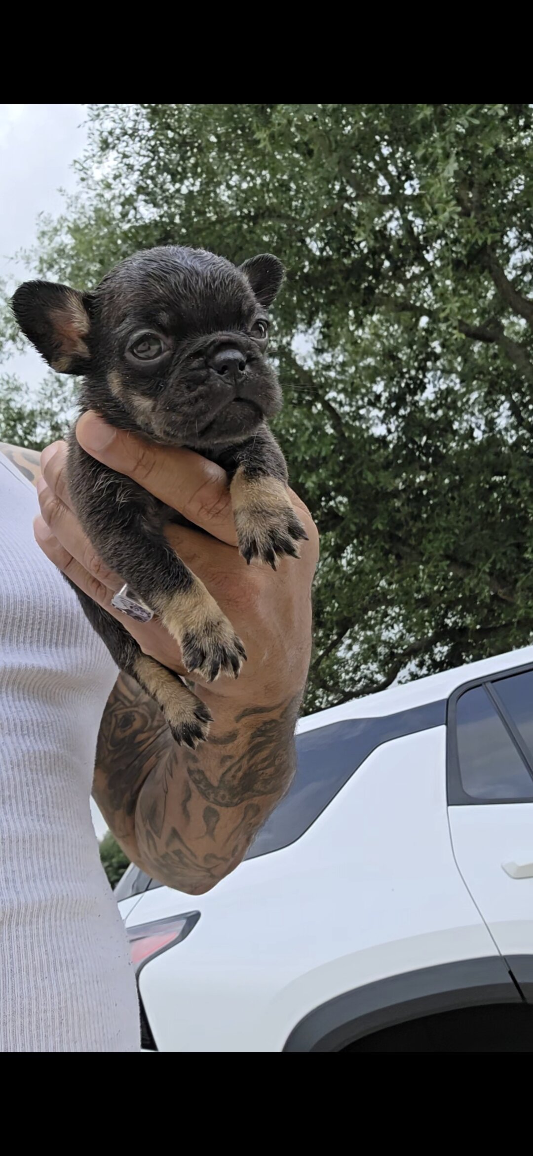 Elite French Bulldogs — O.D. x Kisses Litter image 5