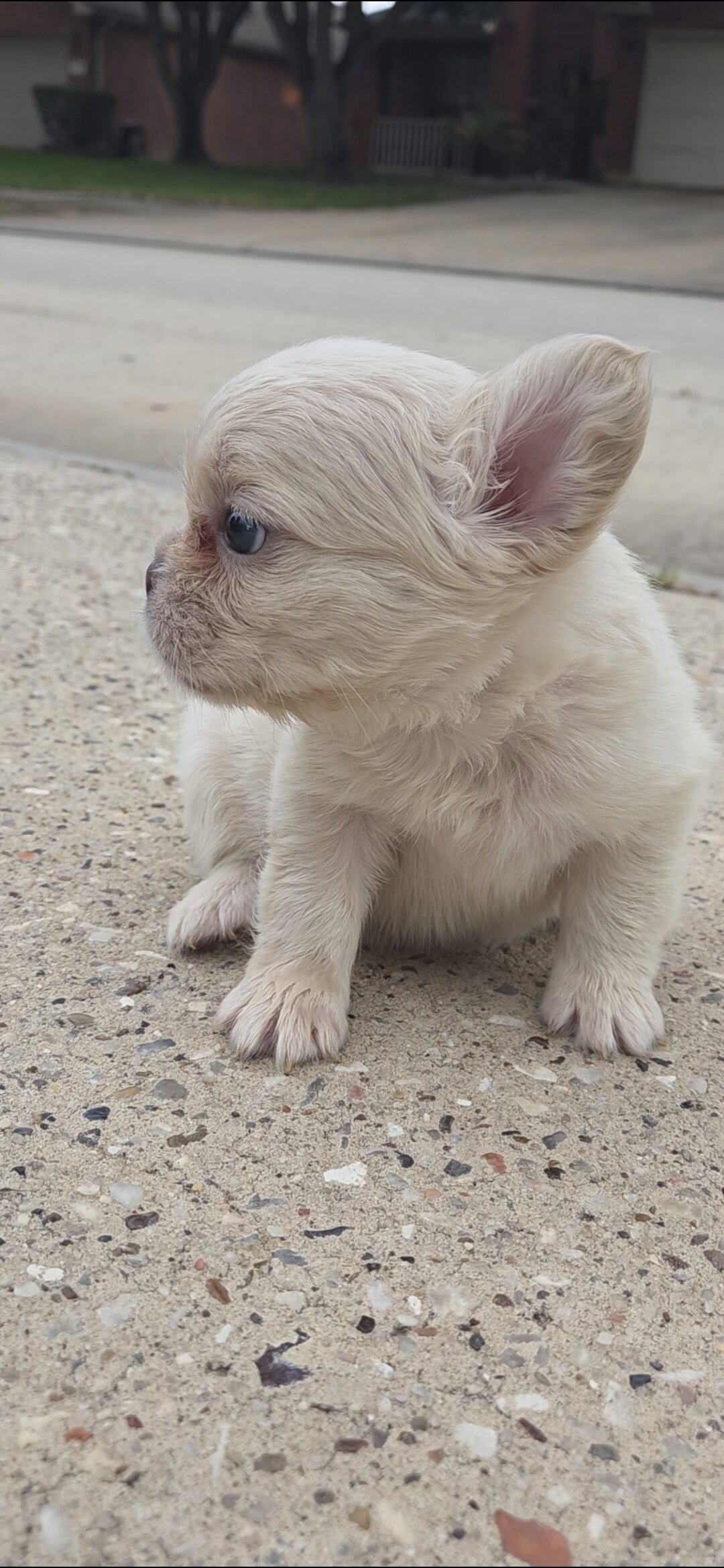 Elite French Bulldogs — O.D. x Kisses Litter image 2