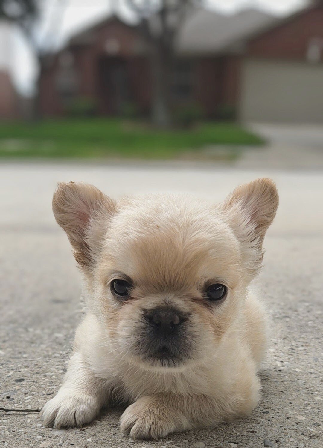 Elite French Bulldogs — O.D. x Kisses Litter image 1