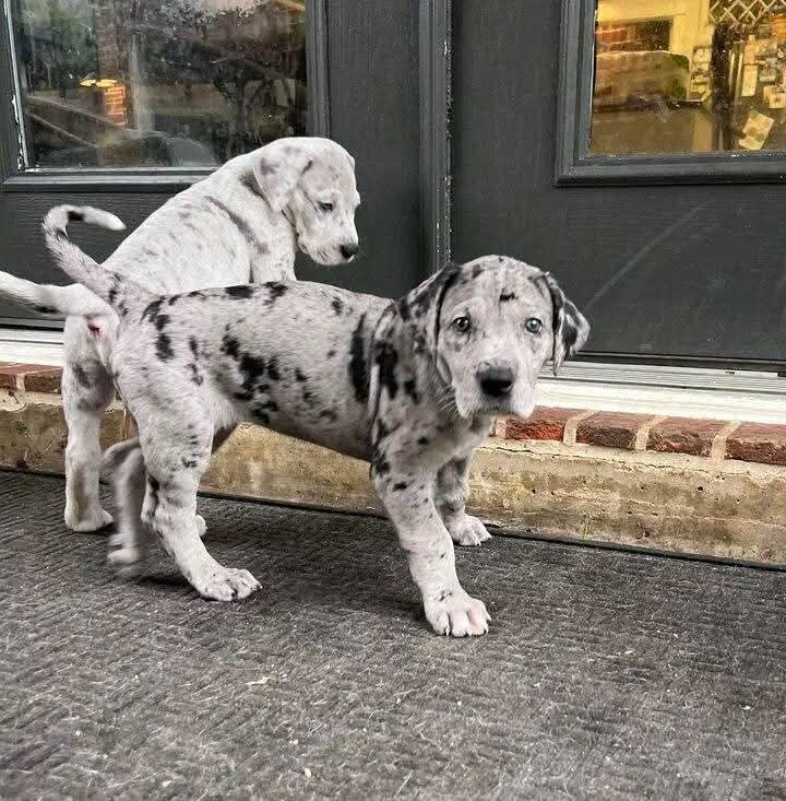 Great Dane Puppies for adoption image 2
