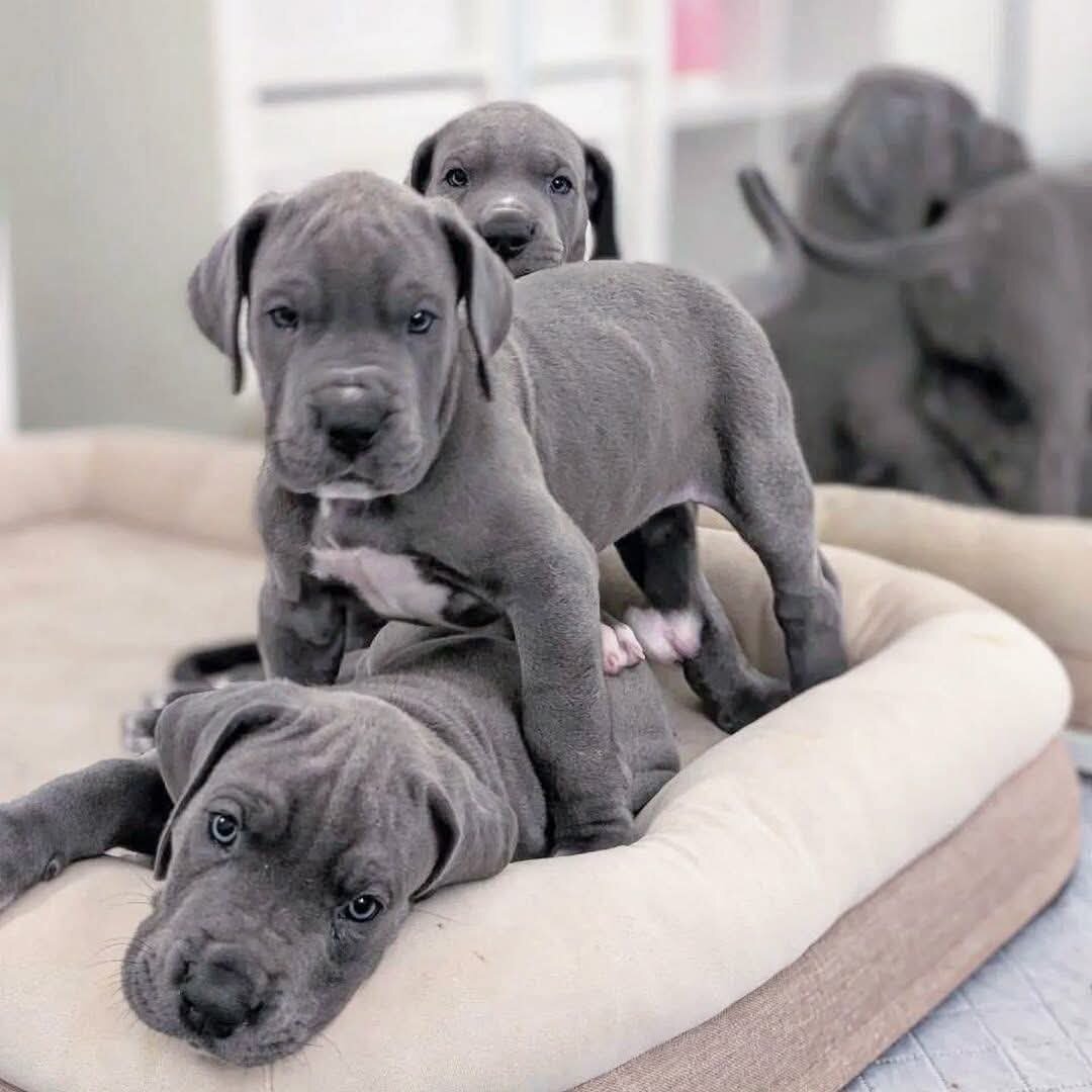 Great Dane Puppies for adoption image 1