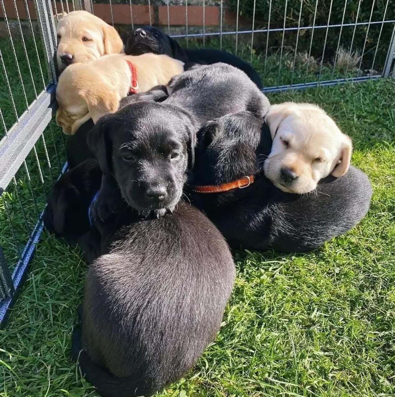 Labrador Retriever puppies for adoption image 1