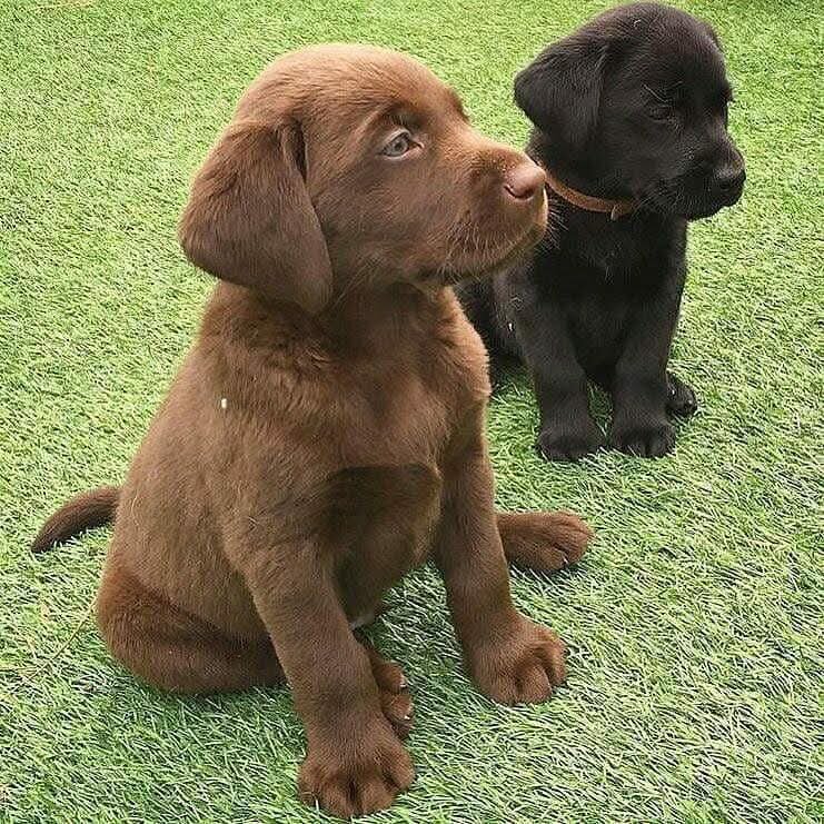 Labrador Retriever puppies for adoption image 2