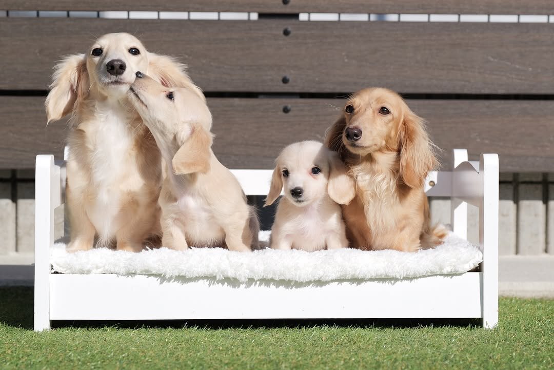 Mini Dachshund puppies image 4