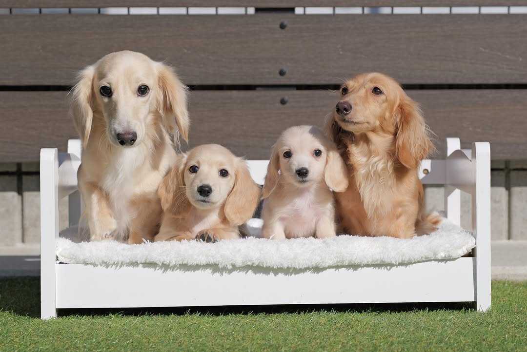 Mini Dachshund puppies image 1