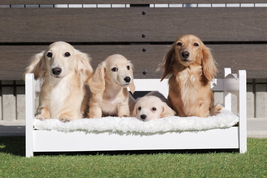 Mini Dachshund puppies image 3