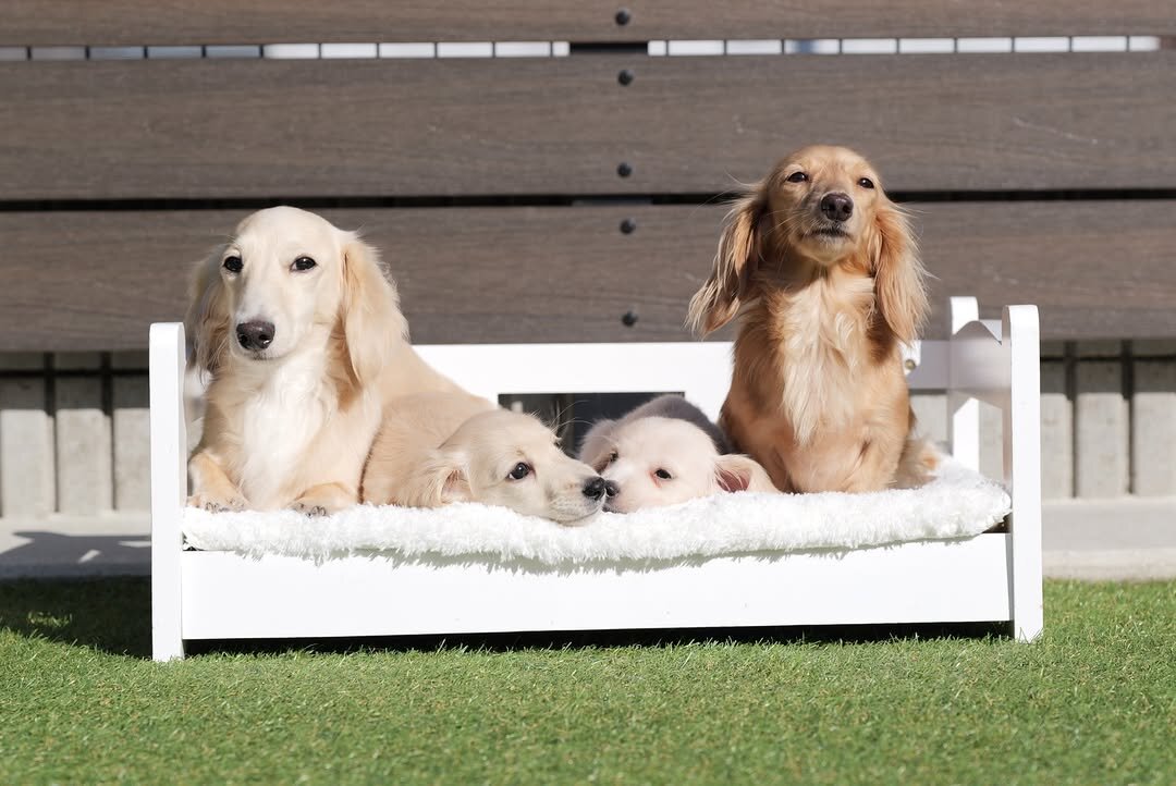 Mini Dachshund puppies image 2