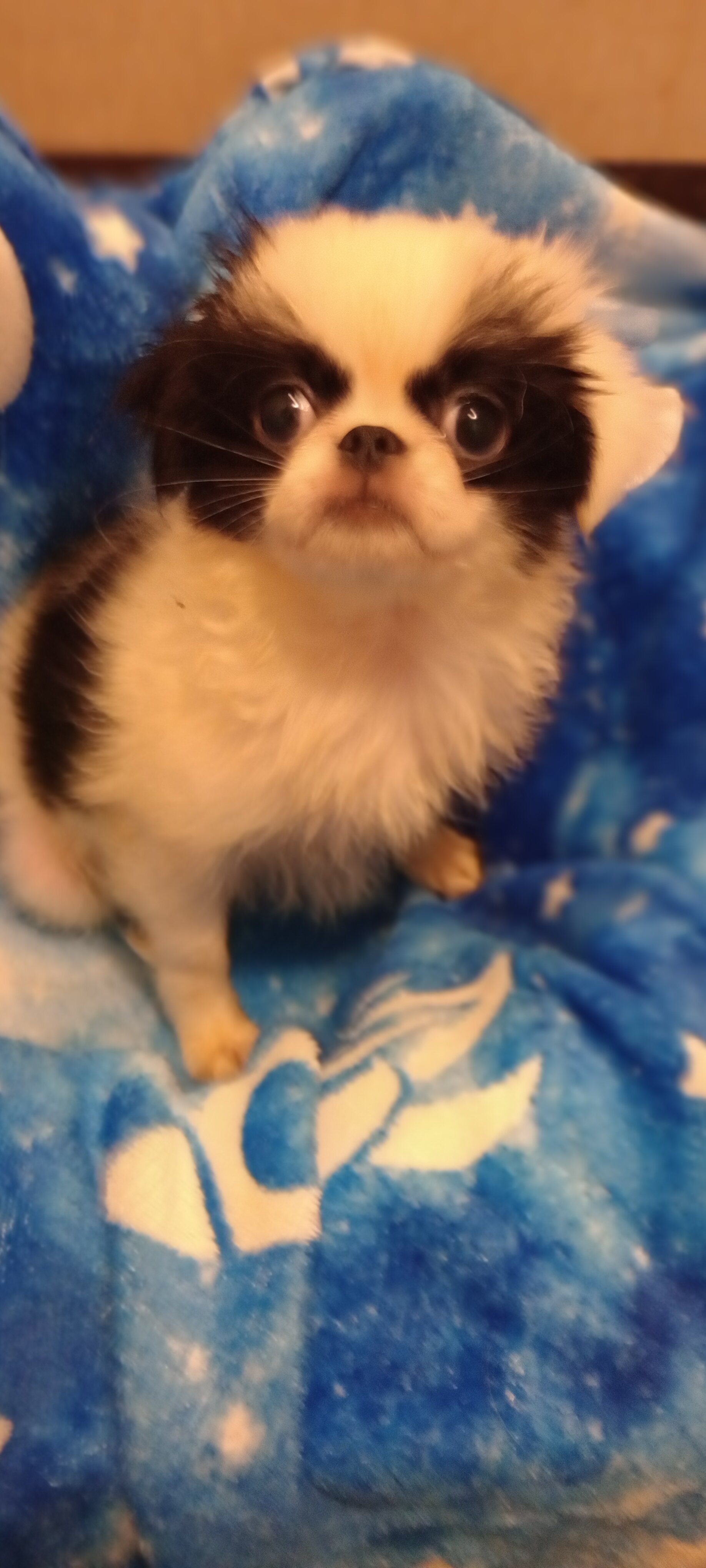 Japanese Chin puppy image 1