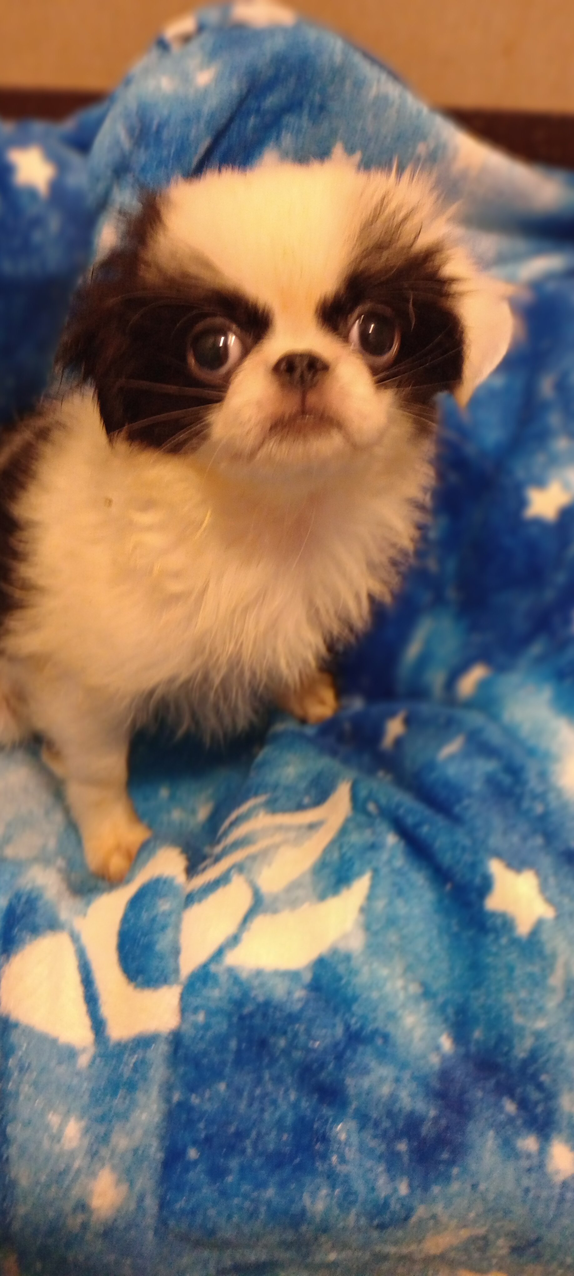 Japanese Chin puppy image 2