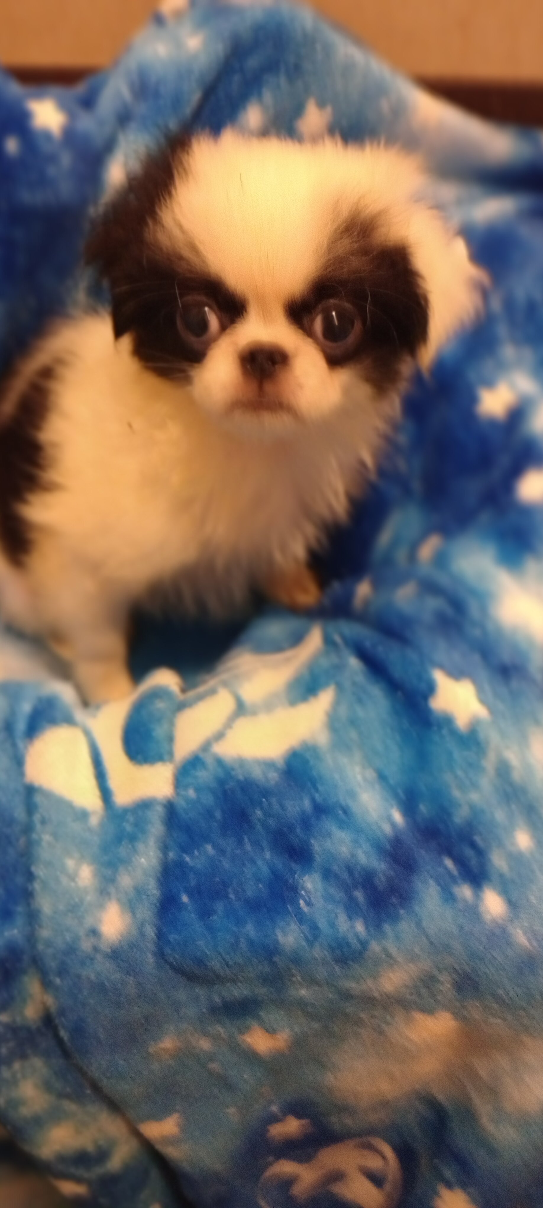 Japanese Chin puppy image 3