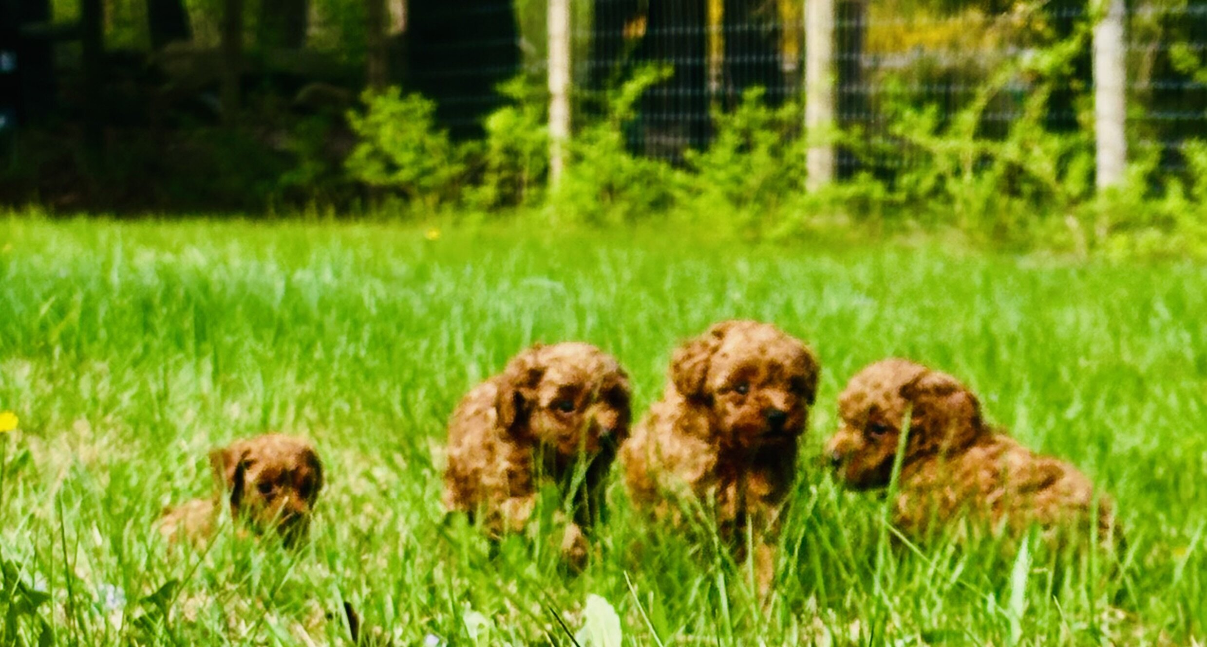Toy poodle pups 2 litters image 1