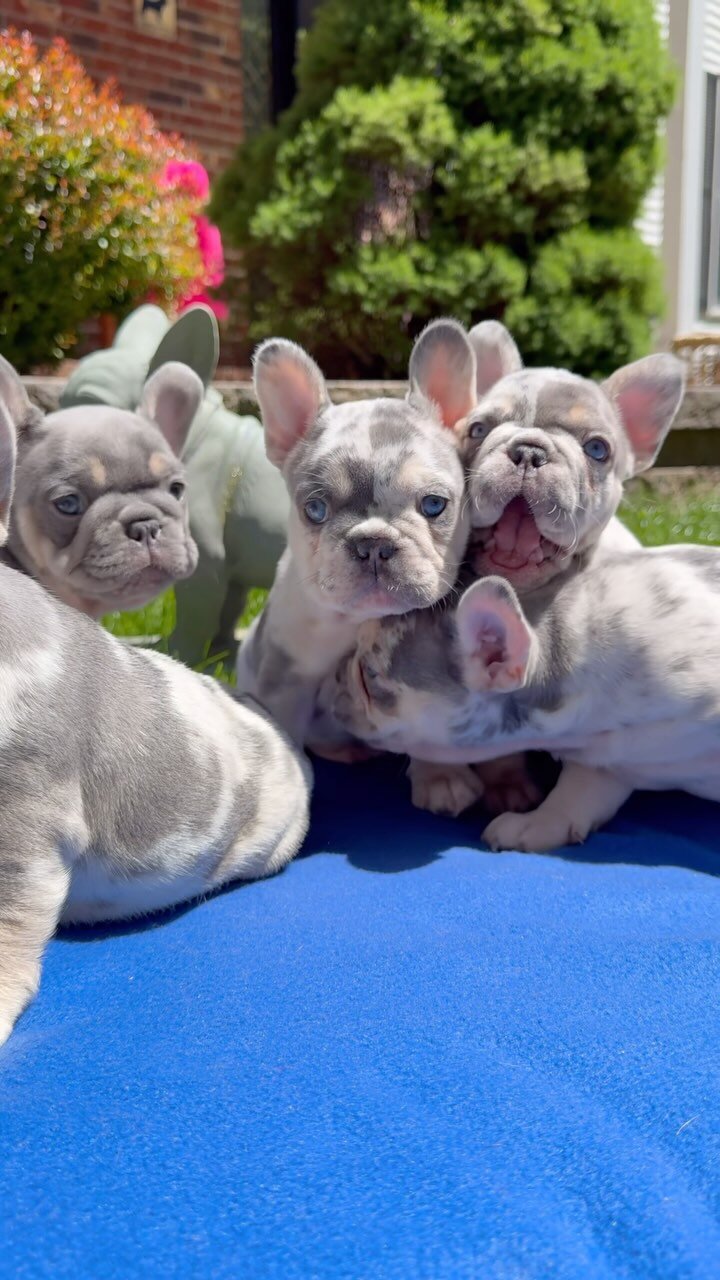 Adorable Blue Merle French Bulldog Puppies image 1