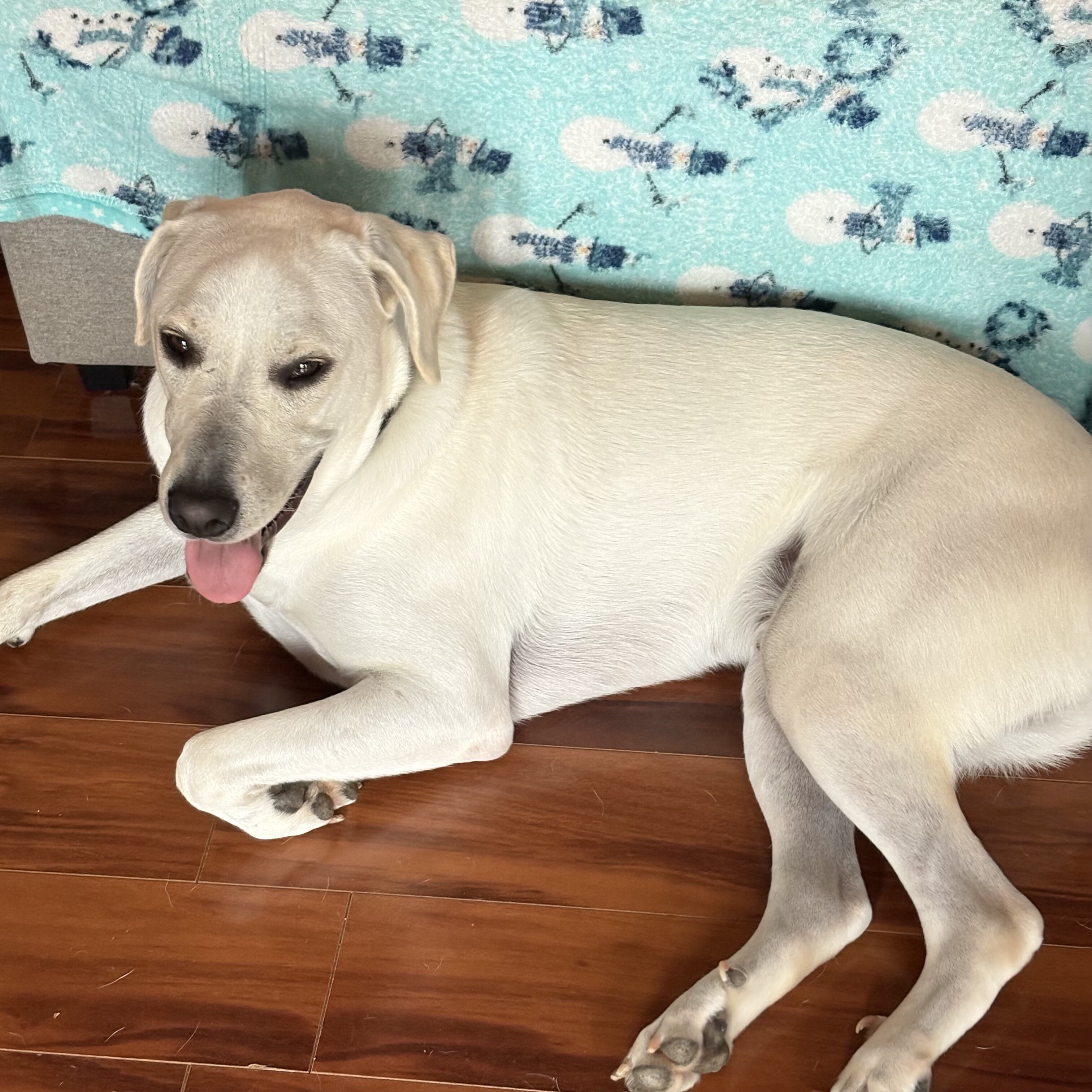 Yellow lab - Nugget image 1