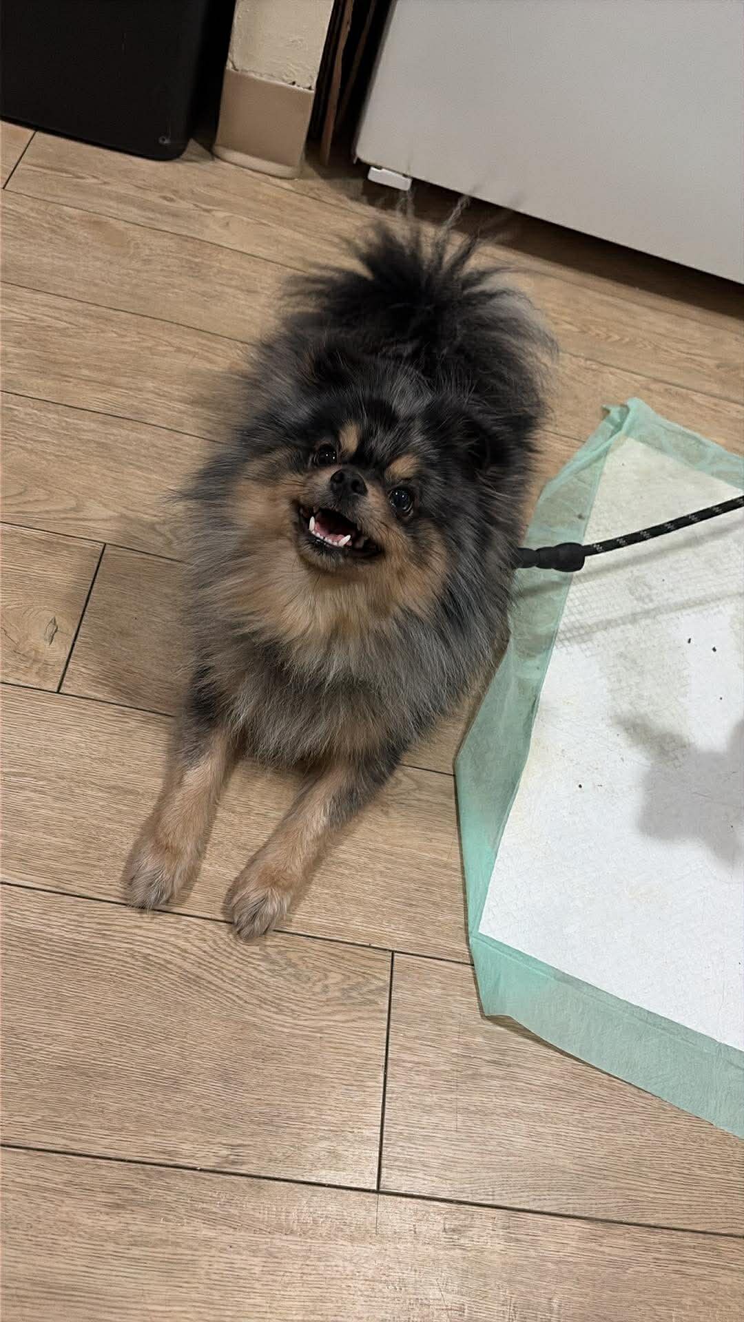 Male Pomeranian image 2