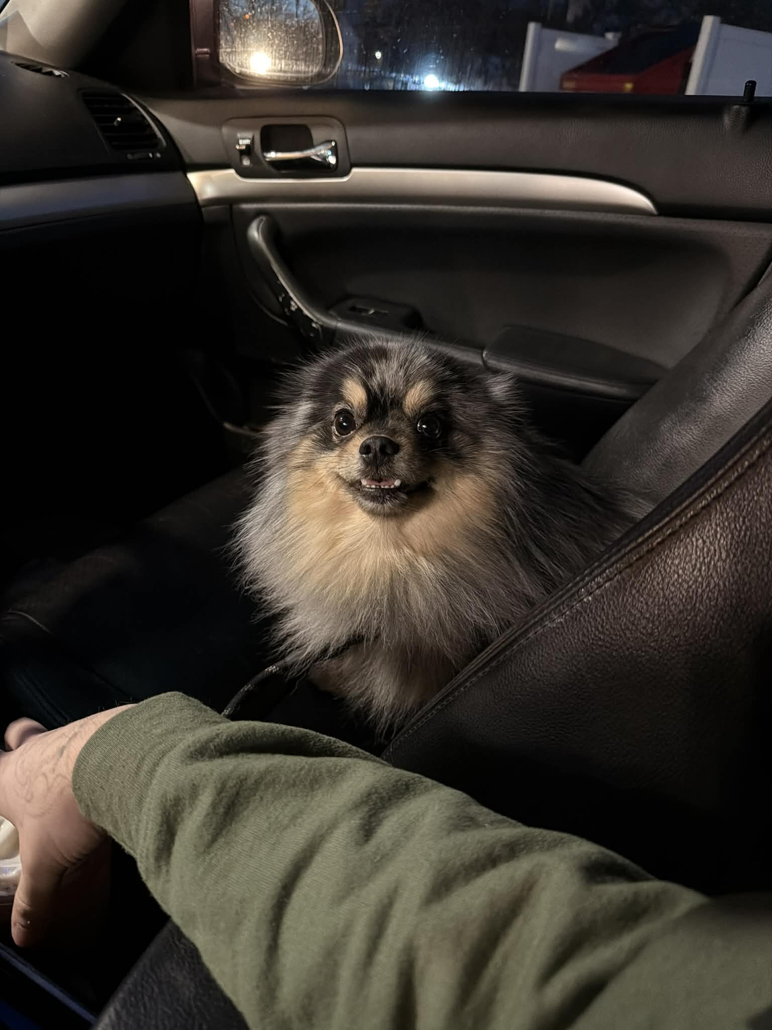 Male Pomeranian image 1
