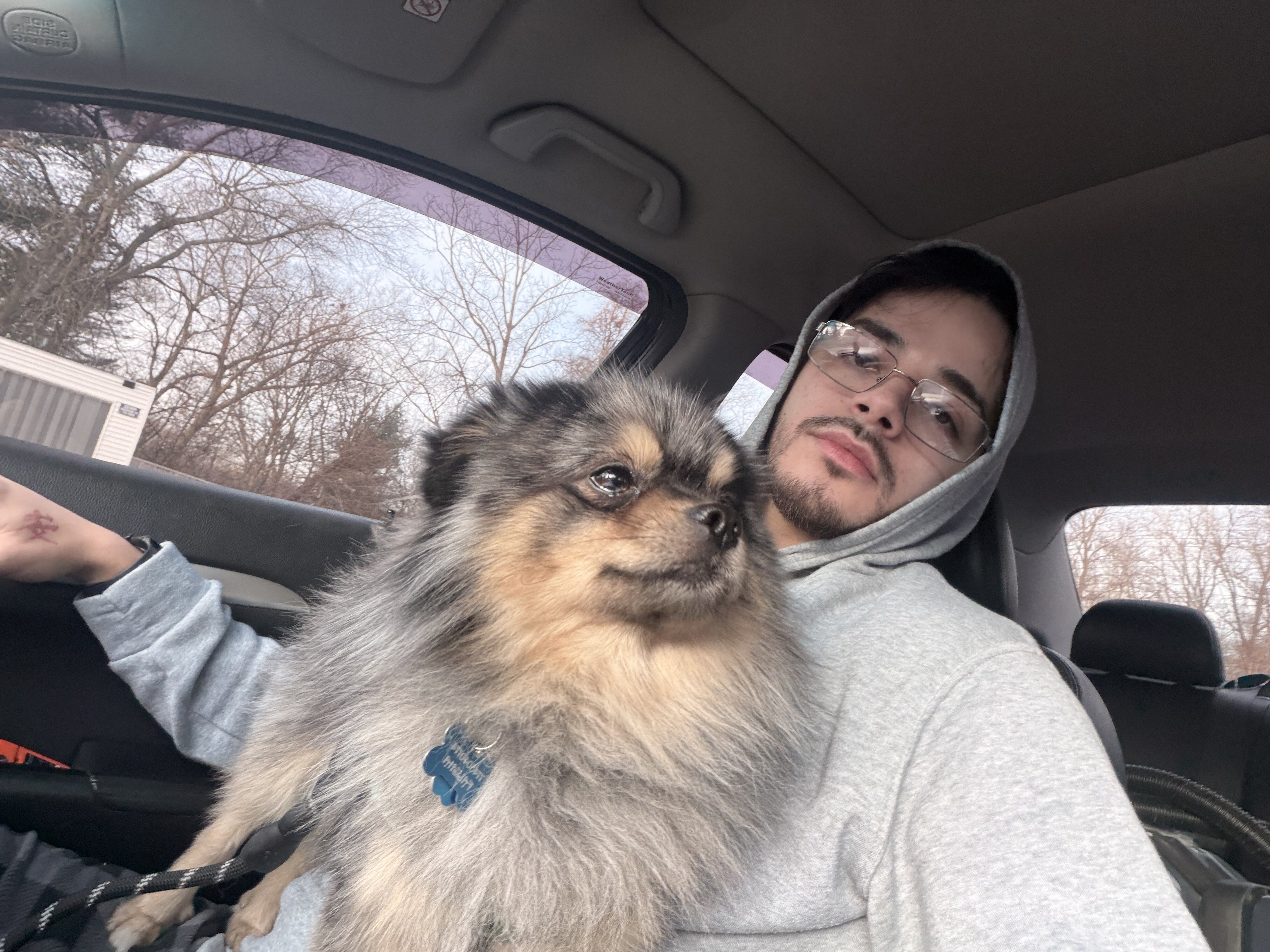 Male Pomeranian image 4