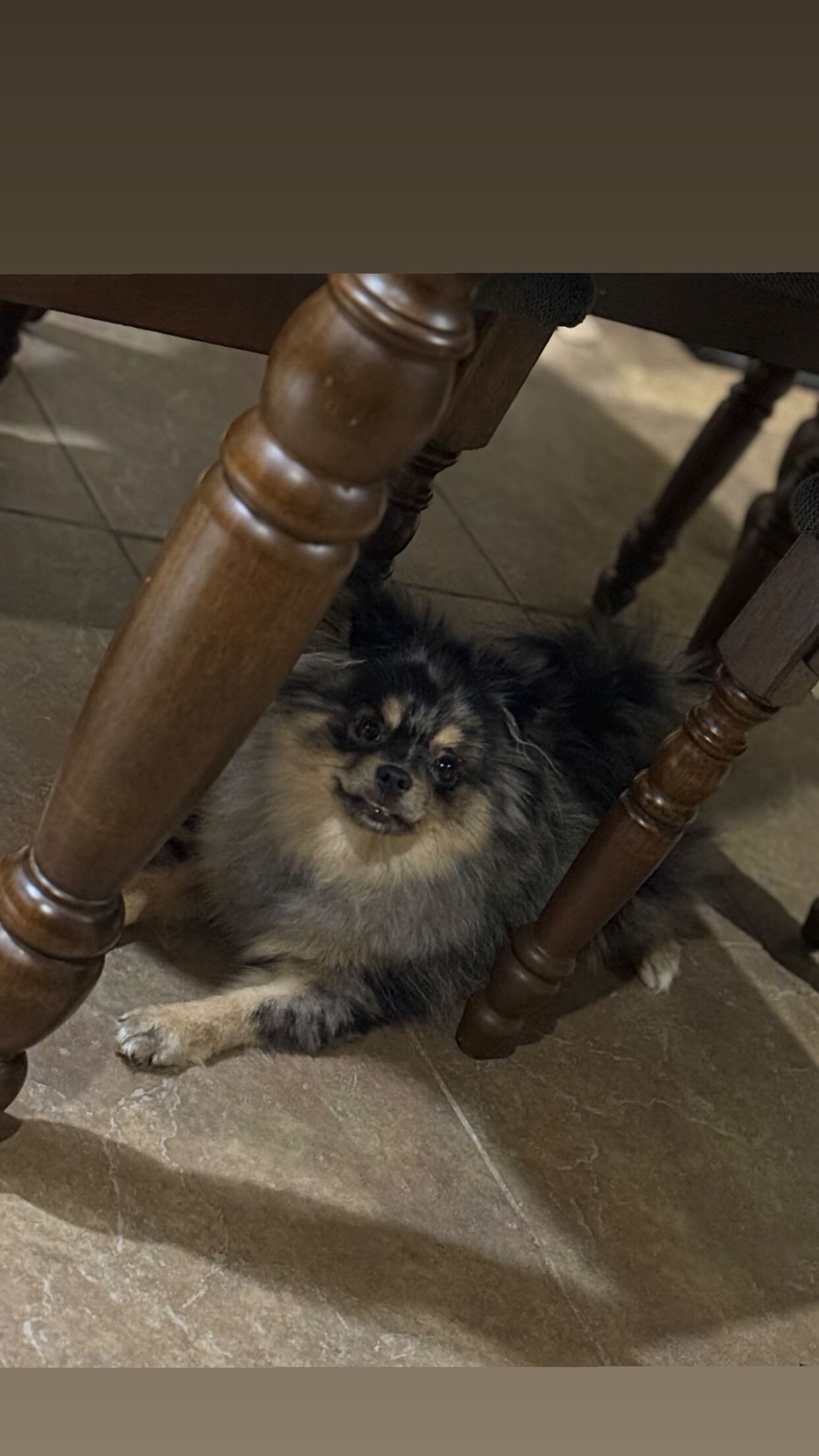 Male Pomeranian image 3