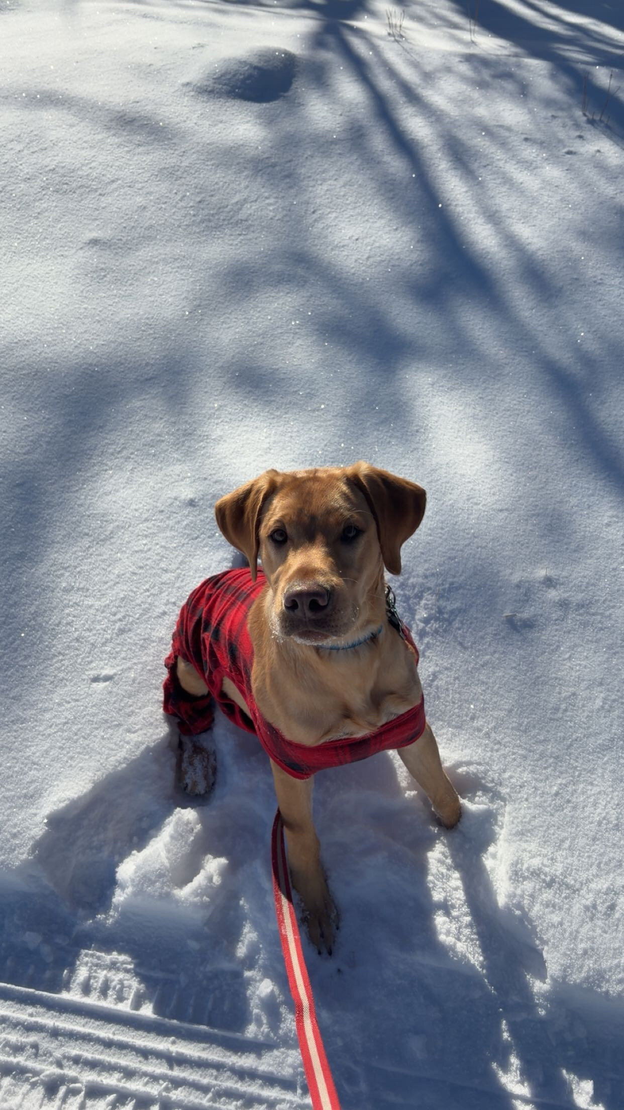 Dog image 1