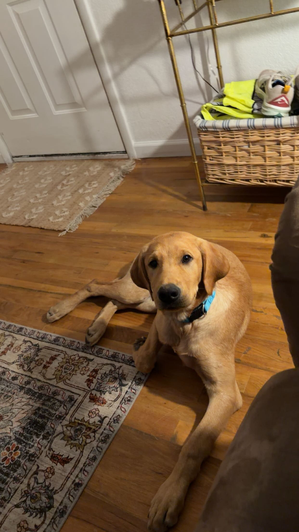Dog image 2
