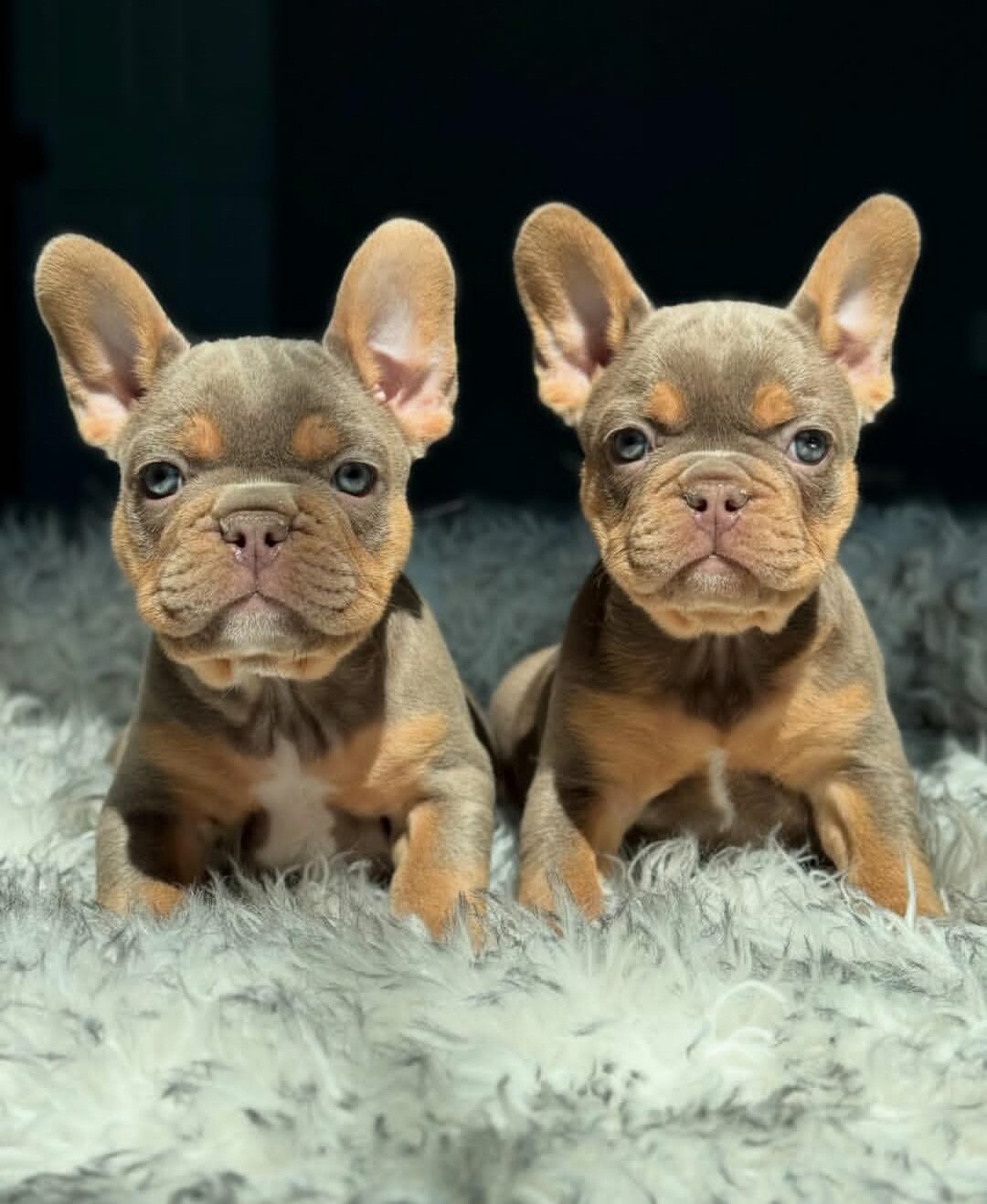 Adorable French Bulldog Puppies – Blue Fawn image 1