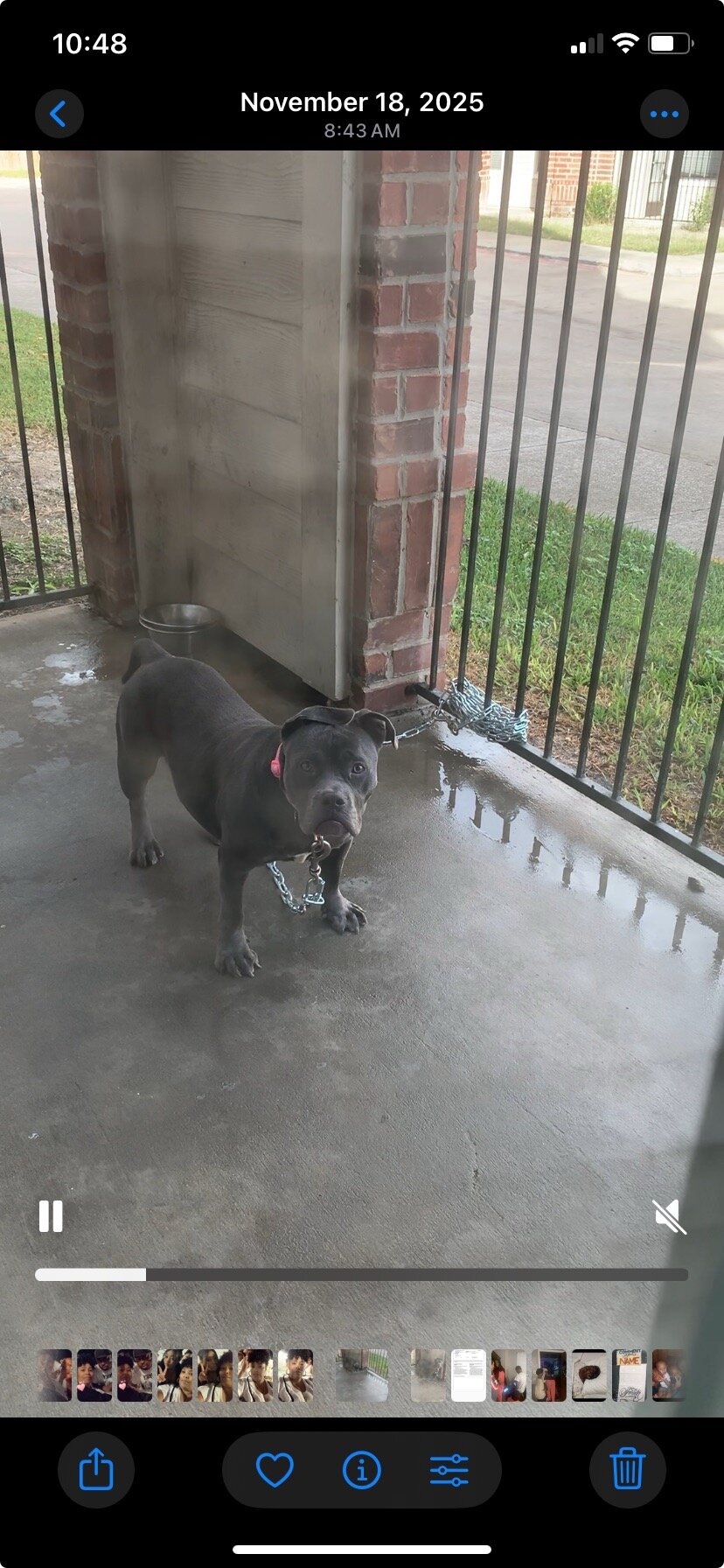 Dog image 1