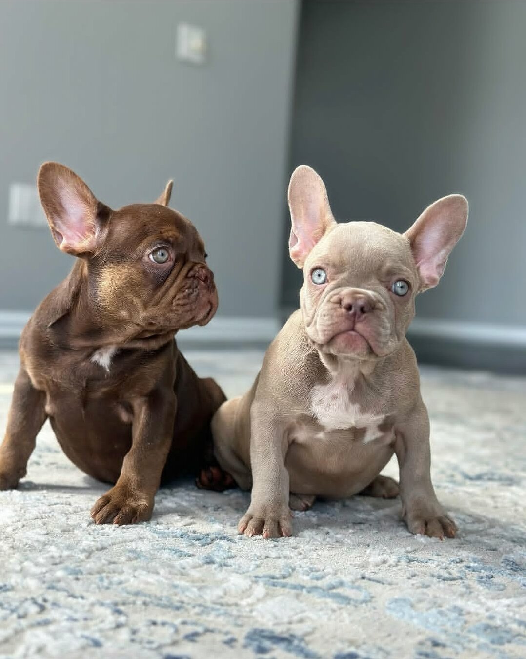 Adorable French Bulldog Puppies image 1