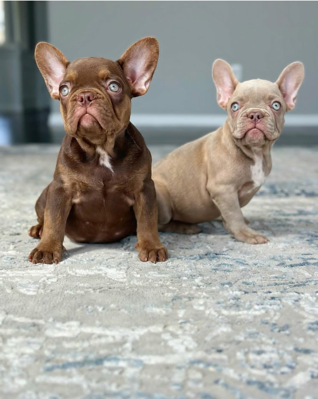 Adorable French Bulldog Puppies image 2
