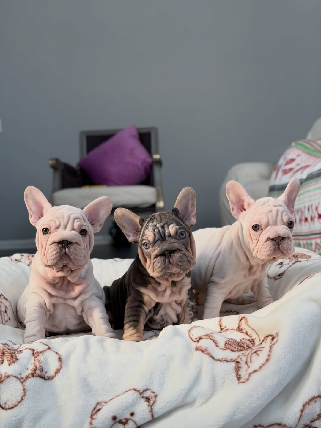 Velvet Frenchie image 3